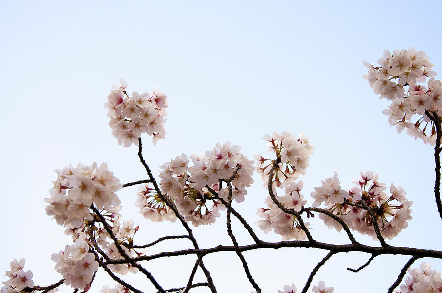 Cherry Blossom On Branch Photograph by Japan From My Eye Cherry Blossom On Branch Photograph by Japan From My Eye