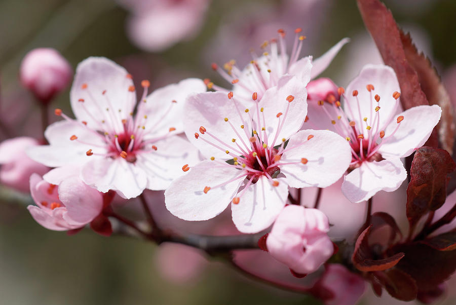 cherry blossom macro photography