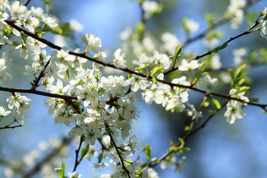 Cherry Blossom #1 Photograph by Republica