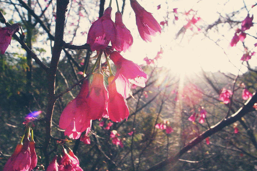 Cherry Blossom #1 Photograph by Ryos Photo Work