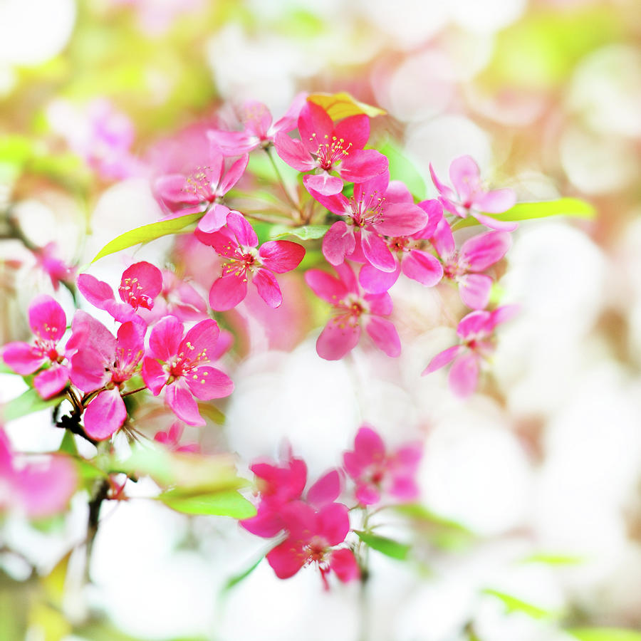 Cherry Blossom #1 Photograph by Tomml
