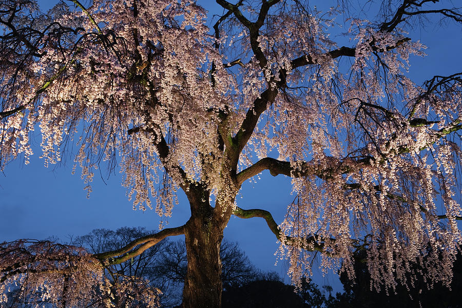 Cherry Blossom Tree At Twilight #1 Photograph by John W Banagan
