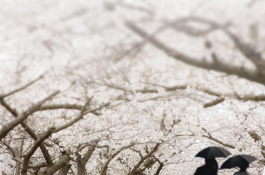 Cherry Blossom Trees Differential Focus #1 Photograph by Wataru Yanagida