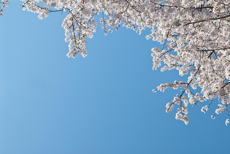 Cherry Blossoms Against A Blue Sky #1 Photograph by Tom Bonaventure