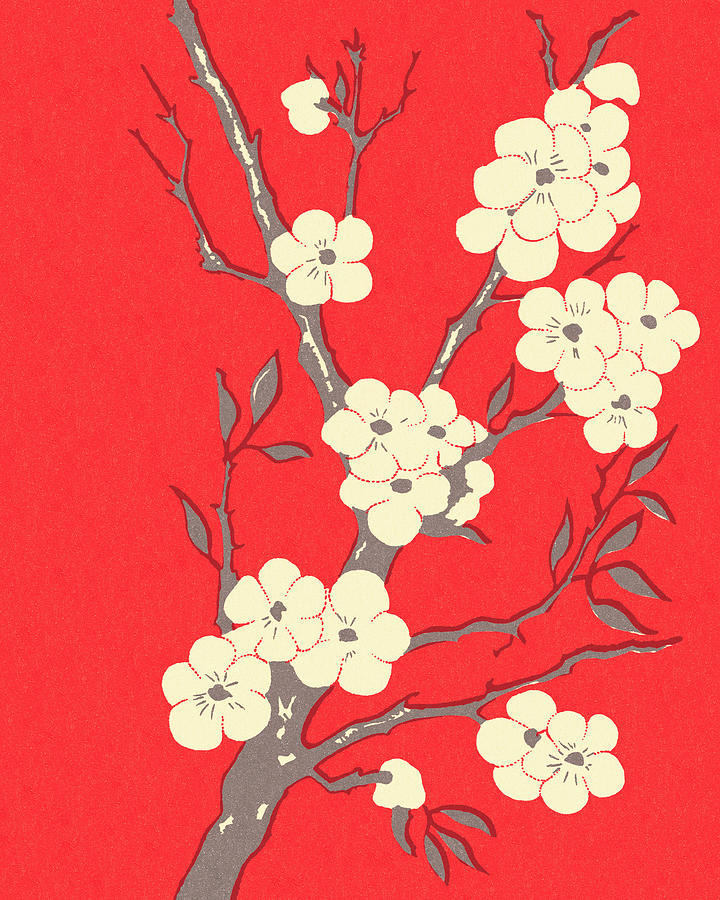 Nature Drawing - Cherry Blossoms #1 by CSA Images