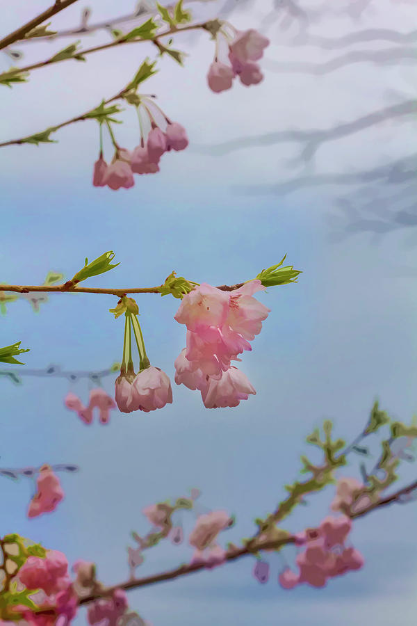 Cherry Blossoms - Impressionist #1 Photograph by Robert Ullmann