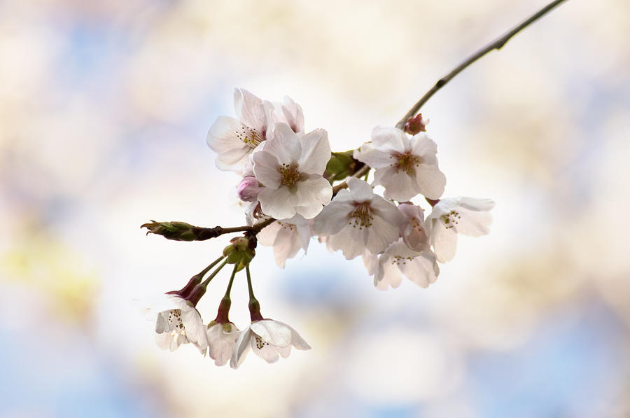 Cherry Blossoms On Branch #1 Photograph by Wataru Yanagida