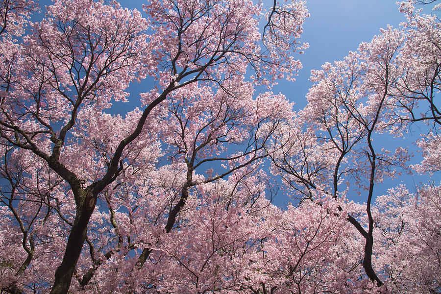 Cherry Blossomscerasus Subhirtella #1 by Akira Kaede