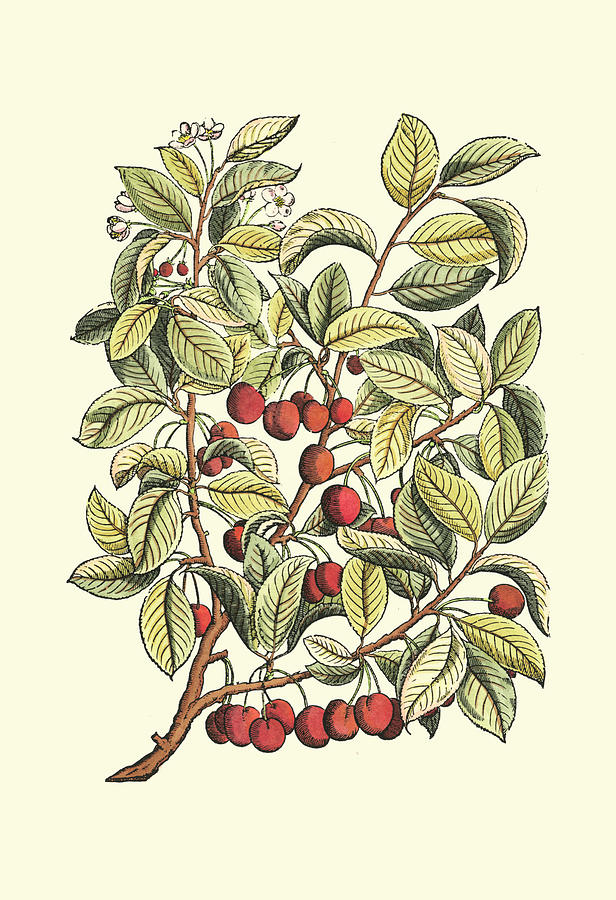 Fruit Painting - Cherry Tree Branch #1 by Duhamel Du Monceau