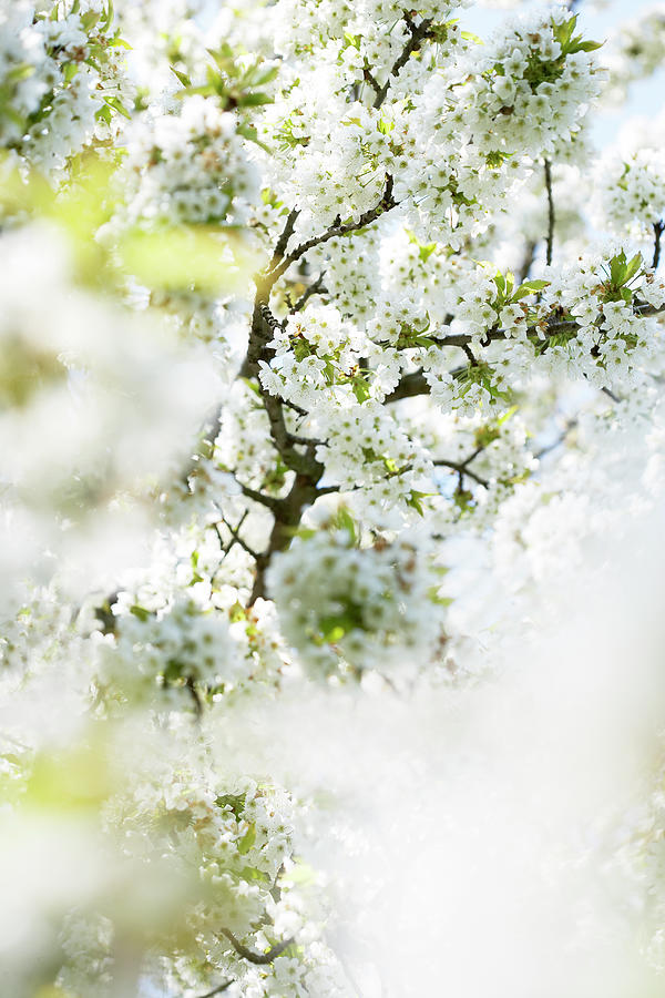 Cherry Tree In Blossoms #1 Photograph by Mirko Stelzner