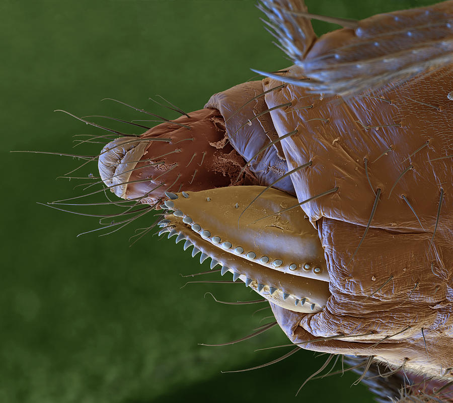 Cherry Vinegar Fly, Sem #1 Photograph by Eye Of Science Cherry Vinegar Fly, Sem #1 Photograph by Eye Of Science