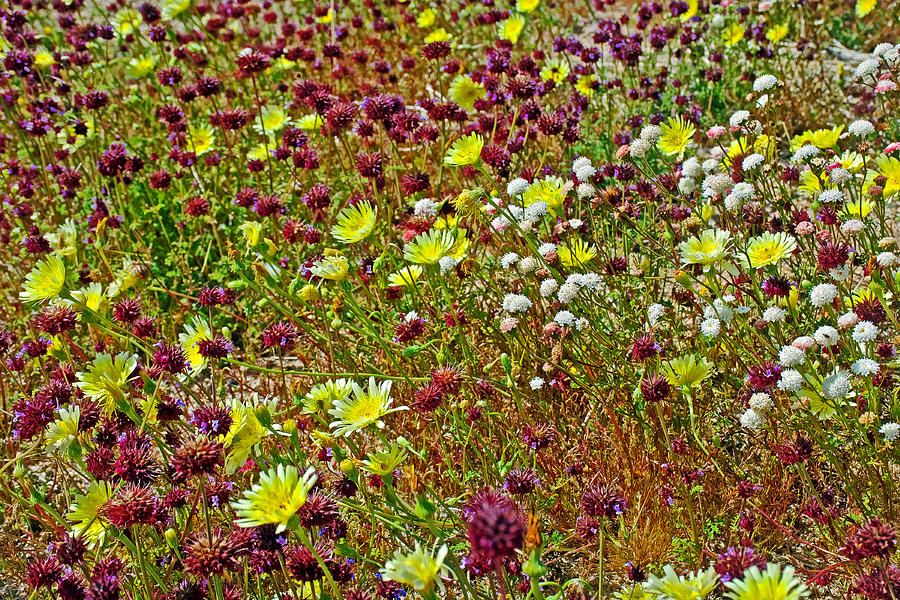 Chia, Desert Dandelions and Fremont Pin Cushion in Joshua Tree National ...