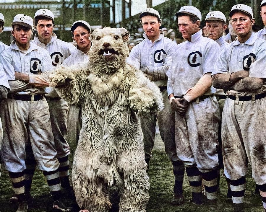 Chicago Cubs vintage photo print team photograph bear mascot baseball sports black and white photogr #1 Painting by Celestial Images