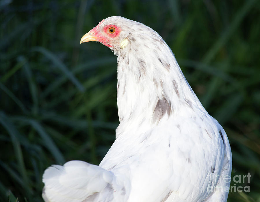 Chicken Portrait Series Photograph by Jeannette Hunt