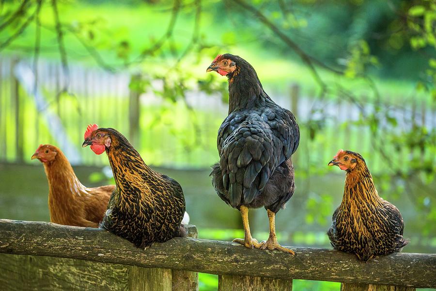 Chickens On Wooden Fence #1 Digital Art by Reinhard Schmid
