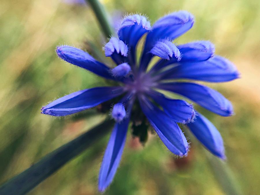 Chicory Flower Closeup  #2 Photograph by Jori Reijonen