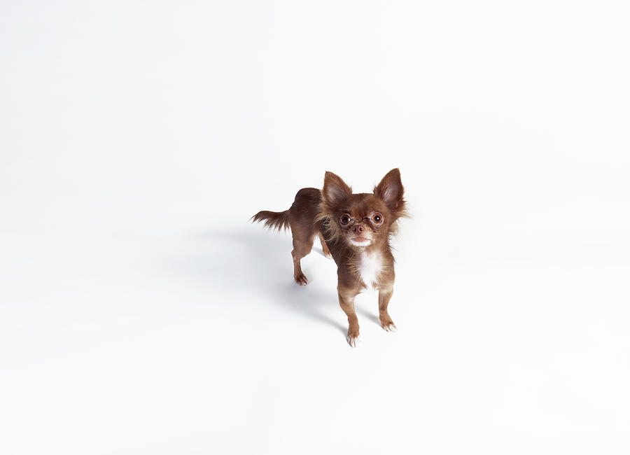 Chihuahua Looking Up #1 Photograph by Stilllifephotographer