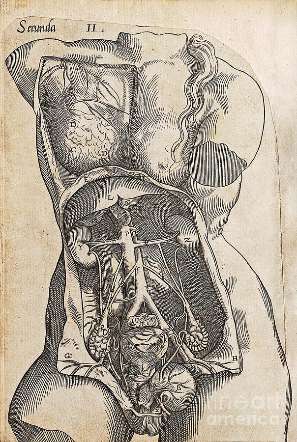 Childbirth Anatomy Illustration #1 Photograph by Library Of Congress, Rare Book And Special Collections Division/science Photo Library
