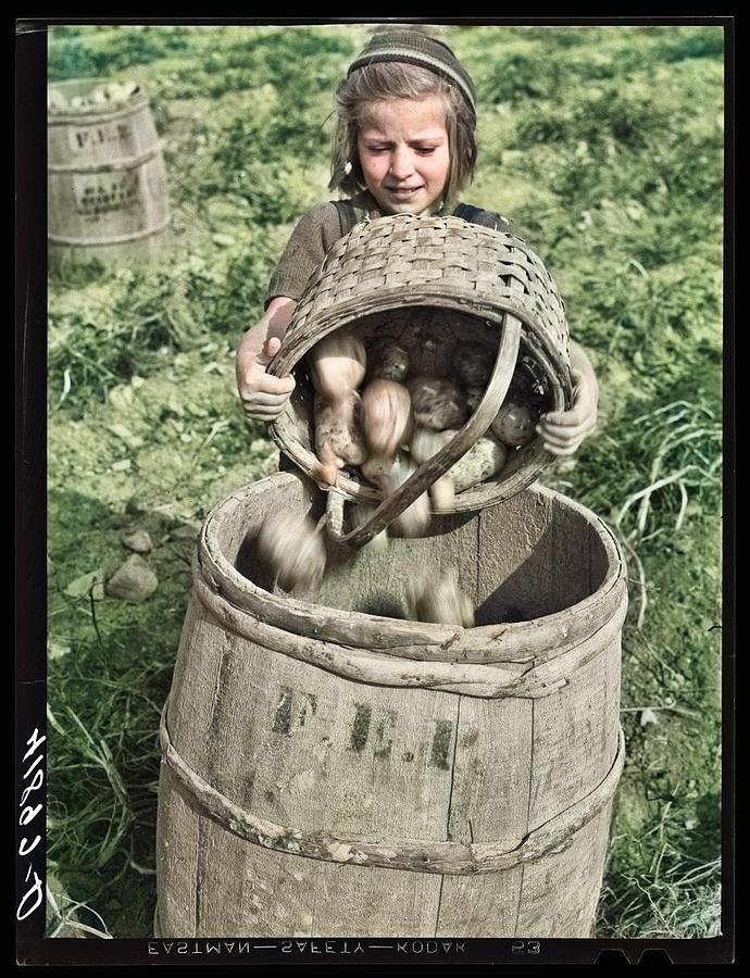 Children Picking Potatoes On A Large Farm Near Caribou, Maine.  2 A Colorized By Ahmet Asar Painting