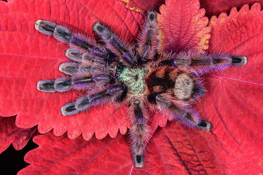 Adam Jones Photograph - Chilean Rose Haired Tarantula #1 by Adam Jones