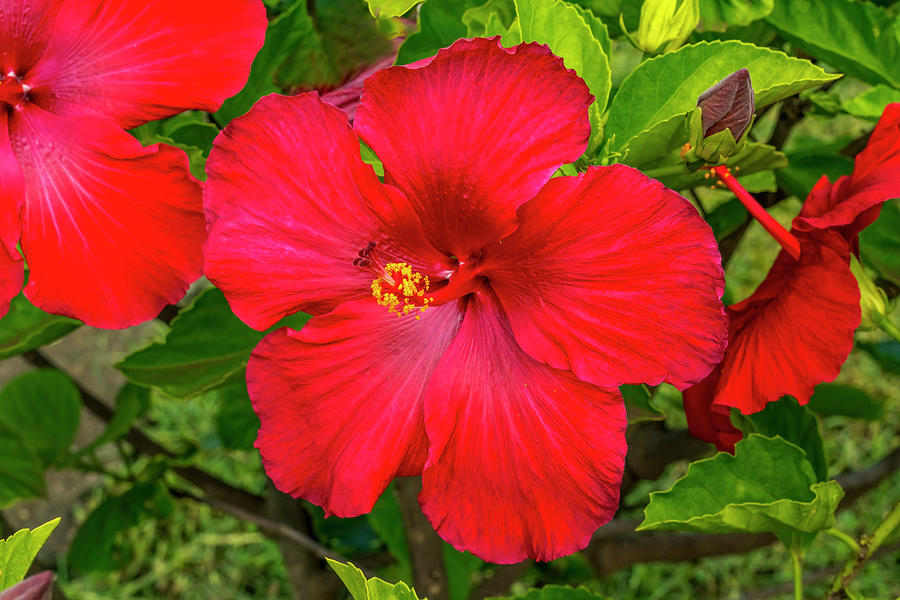 Chile,chinese Hibiscus,colorful,danita Photograph by William Perry ...