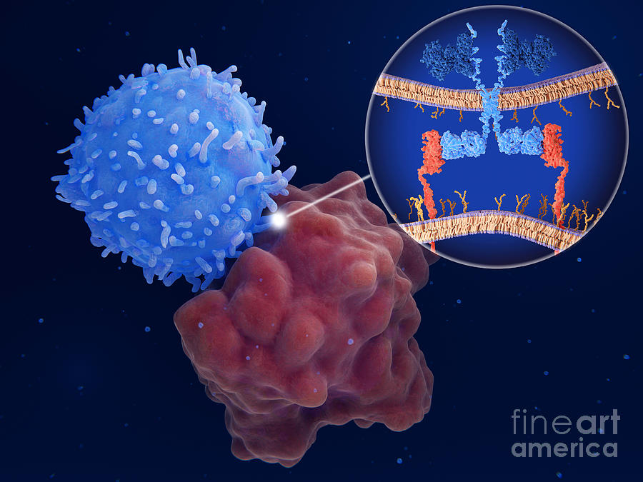 Chimeric Antigen Receptor (car) Therapy #1 Photograph by Juan Gaertner/science Photo Library