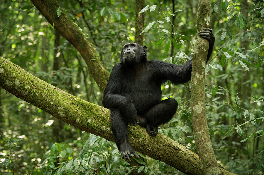 Chimpanzee #1 Photograph by Apuuliworld