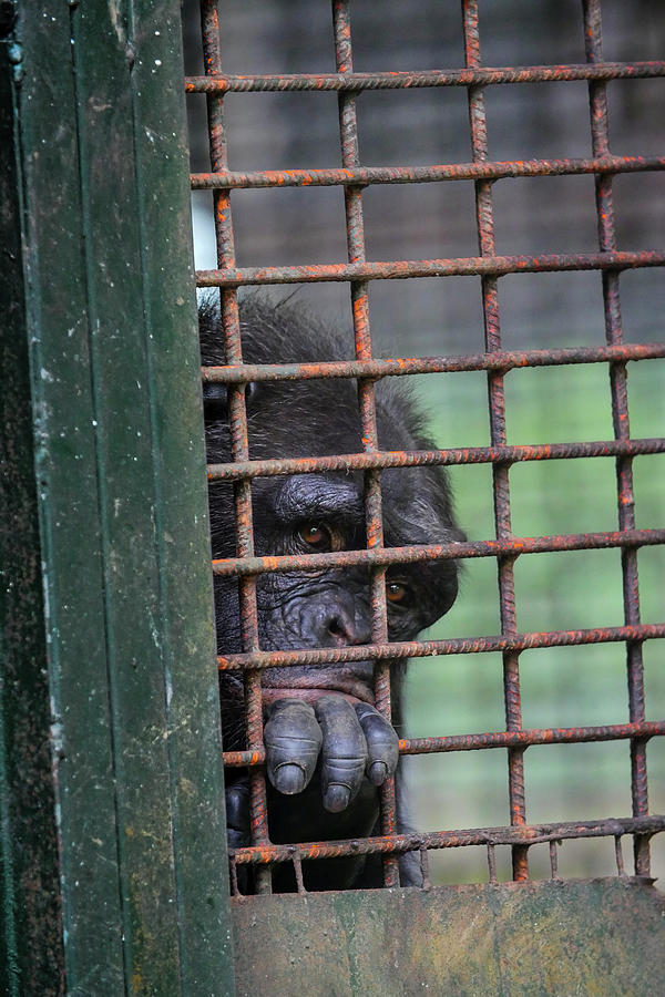 Chimpanzee At Limbe Wildlife Center #1 Photograph by Gerry Ellis