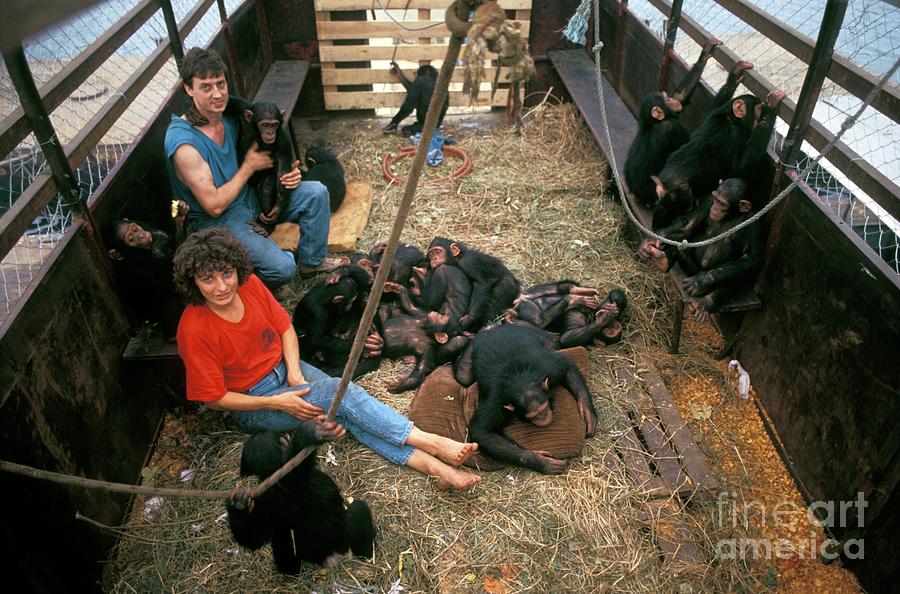 Animal Photograph - Chimpanzee Reintroduction #1 by Patrick Landmann/science Photo Library