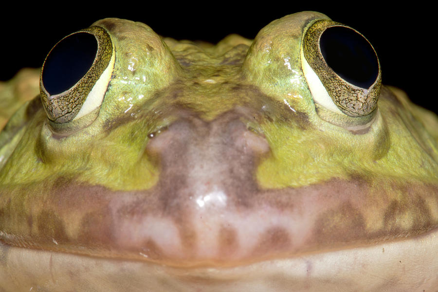 Chinese Edible Frog Hoplobatrachus #1 Photograph by Dante Fenolio