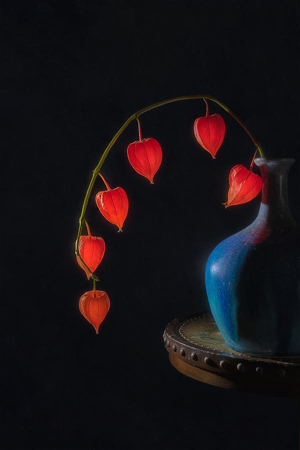 Flower Photograph - Chinese Lantern #1 by Lydia Jacobs