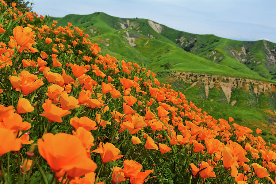 Poppies Chino Hills Photograph by Kyle Hanson