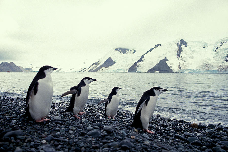 Chinstrap Penguins #1 Photograph by Mark Newman