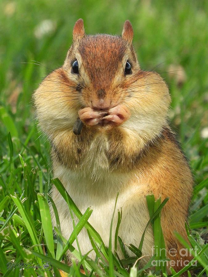 Chipmunk With Stuffed Cheeks #3 Photograph by J McCombie