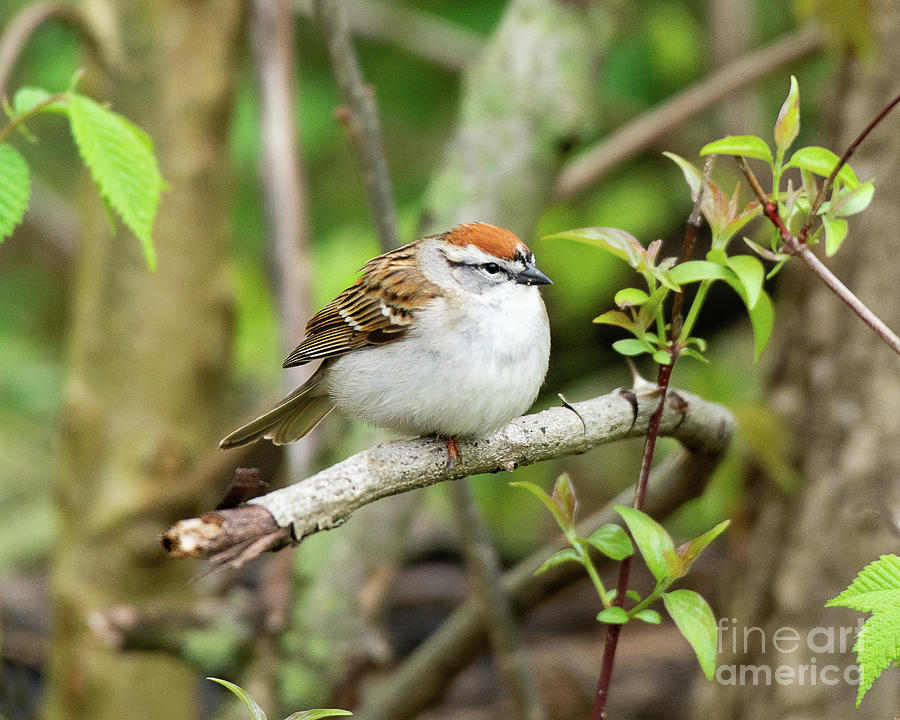 Chipping Sparrow Photograph