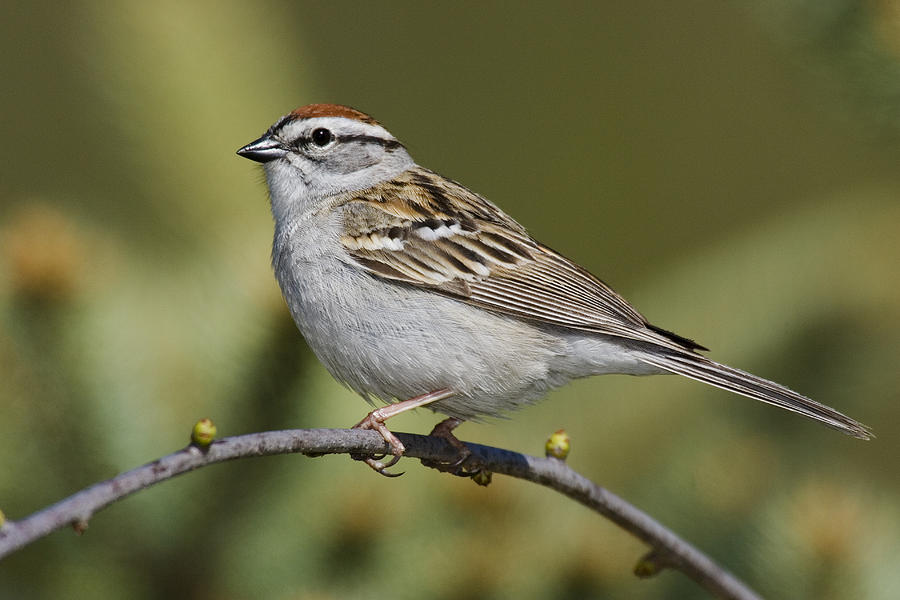 Chipping Sparrow Photograph by James Zipp - Fine Art America