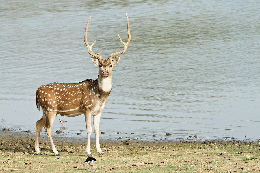 Chital Or Axis Deer #1 Photograph by Copyright@jgovindaraj