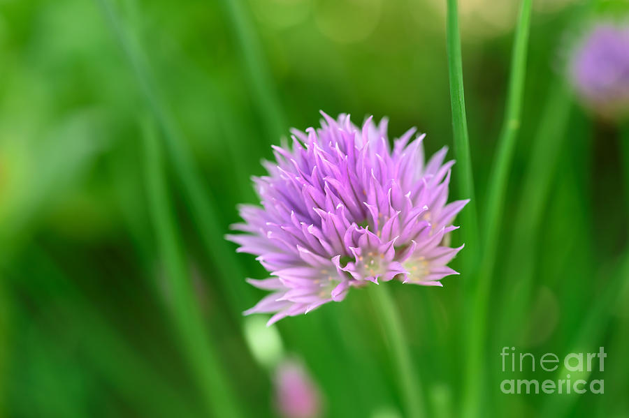 Chive Flowers In The Garden Photograph