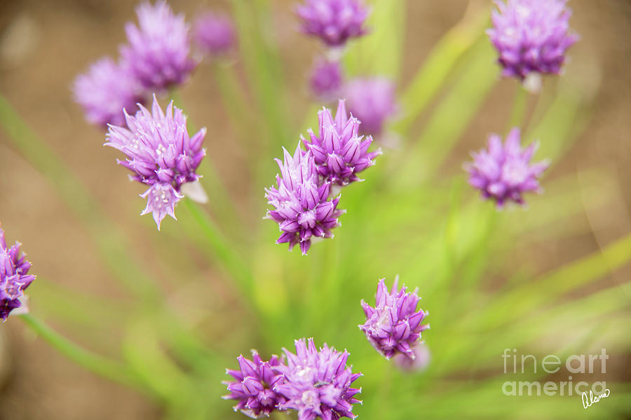 Chives Photograph