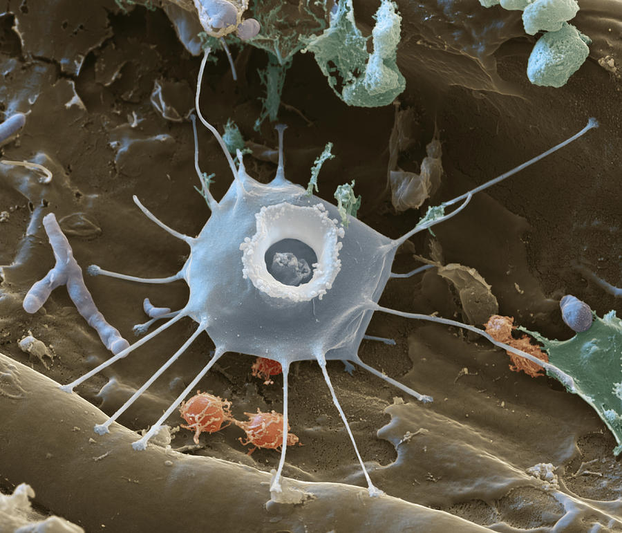Choanoflagellate, Sem #1 Photograph by Oliver Meckes EYE OF SCIENCE