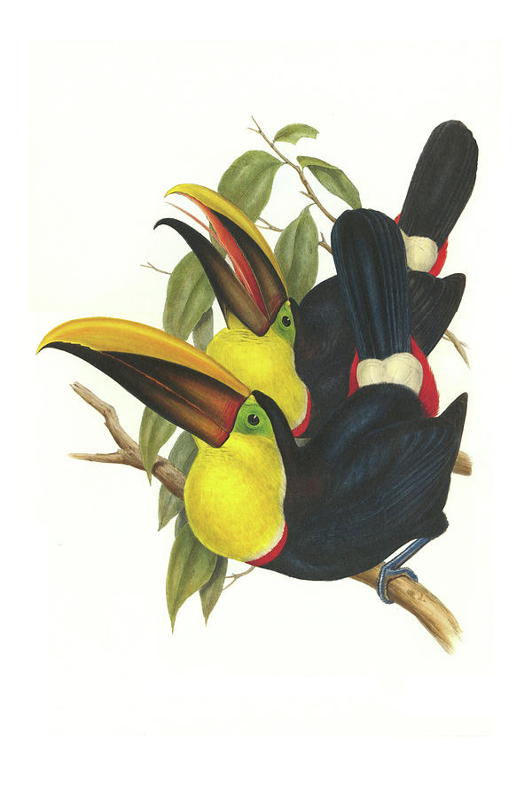 Choco Toucan #1 Painting by John Gould