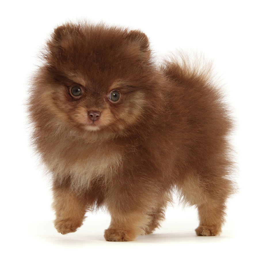 Chocolate-and-cream Pomeranian Puppy #1 Photograph by Mark Taylor