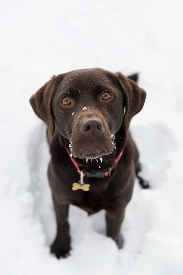 Chocolate Brown Labrador Retriever Digital Art by Ross Woodhall - Fine ...