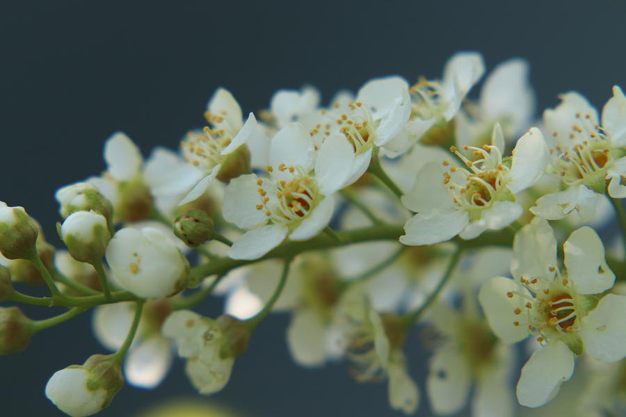 Choke Cherry Tree Blossoms by TJ Fox Choke Cherry Tree Blossoms by TJ Fox
