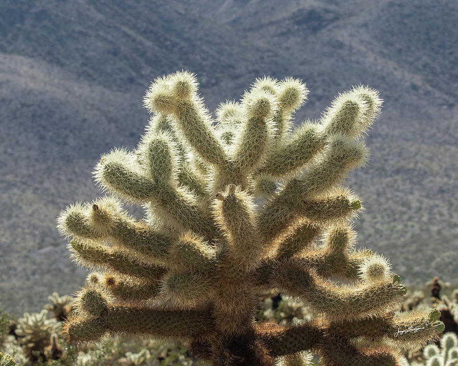 Cholla Cactus #1 Photograph by Jurgen Lorenzen