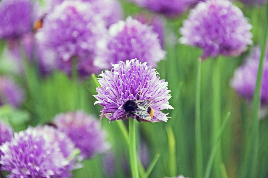 CHORLEY. Picnic In The Park. Bee In The Chives. Photograph by Lachlan Main