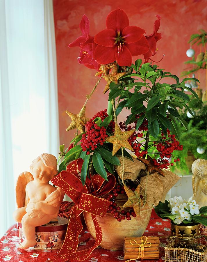Christmas Arrangement Of Amaryllis And Coral Ardisia #1 Photograph by Friedrich Strauss