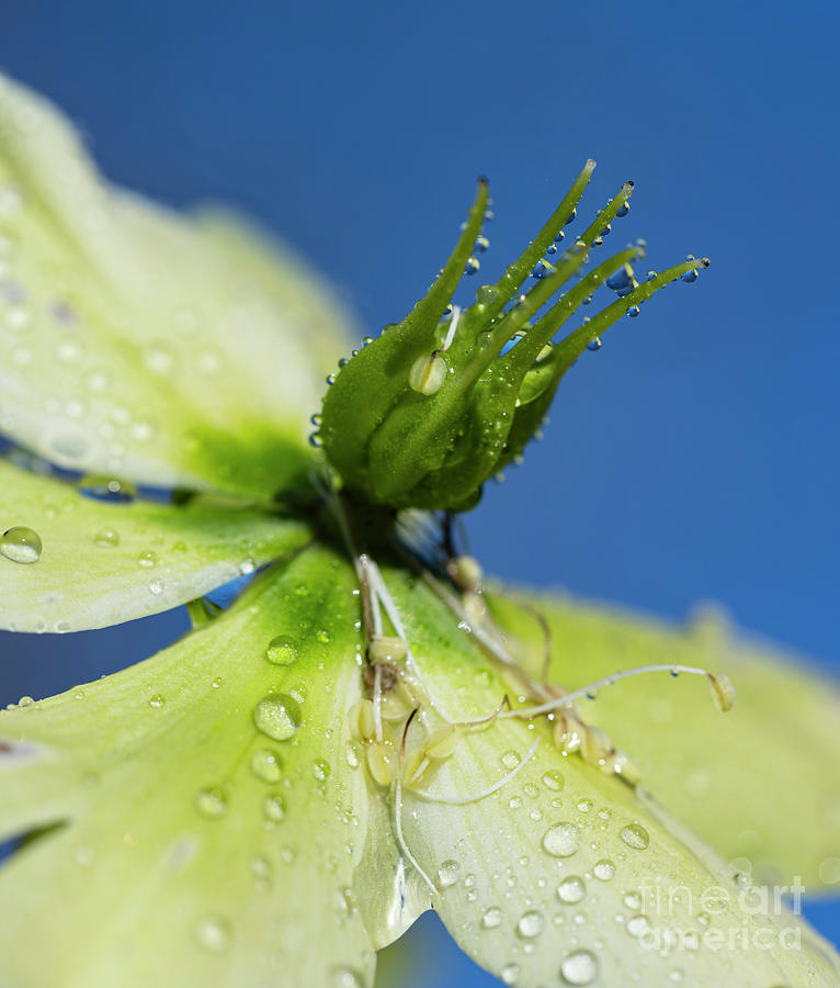 Christmas Rose (helleborus Niger) Reproductive Parts #1 Photograph by Ian Gowland/science Photo Library