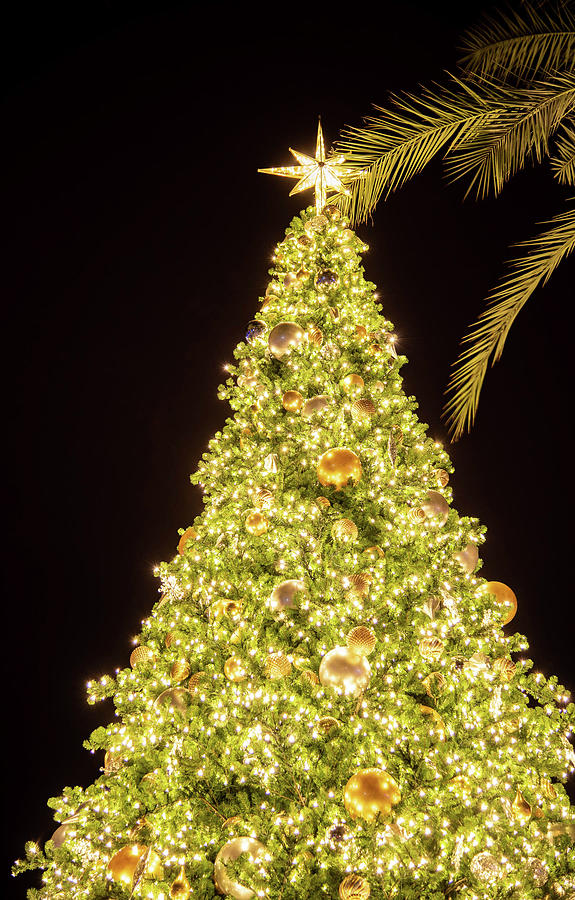 Christmas tree #1 Photograph by Nicole Zenhausern