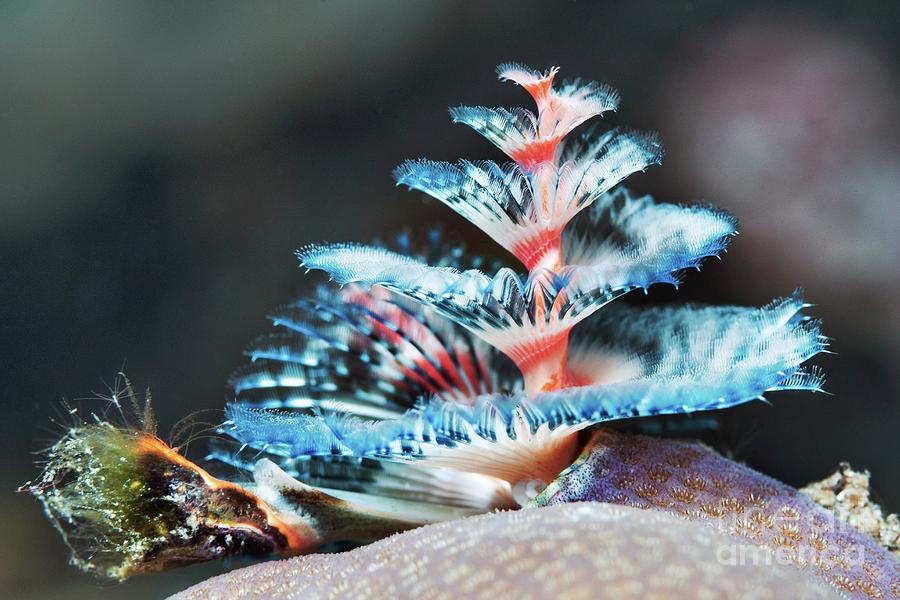 Christmas Tree Worm #1 Photograph by Georgette Douwma/science Photo Library
